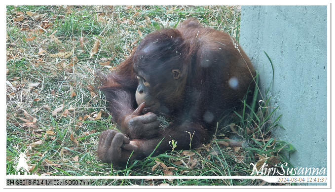 Ouwehands Dierenpark 20240804_124137