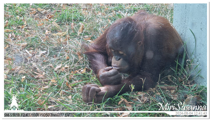 Ouwehands Dierenpark 20240804_124143