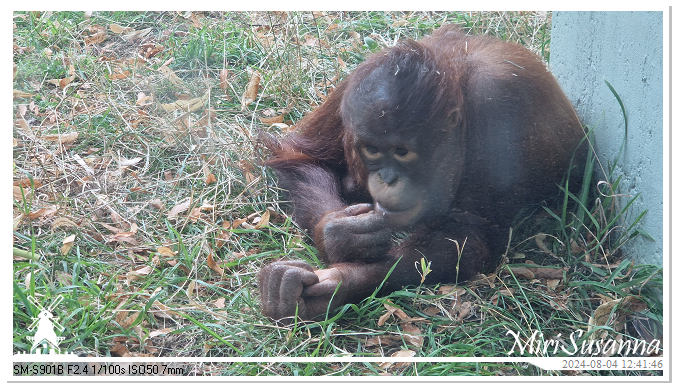 Ouwehands Dierenpark 20240804_124146