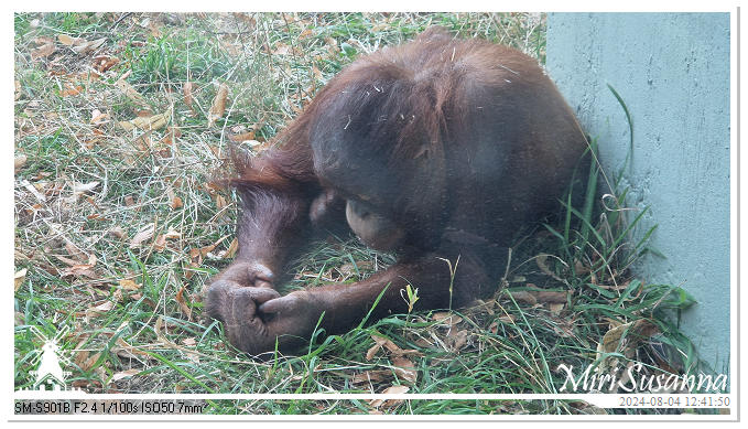 Ouwehands Dierenpark 20240804_124150