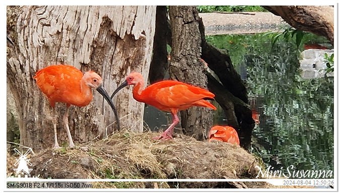 Ouwehands Dierenpark 20240804_125025