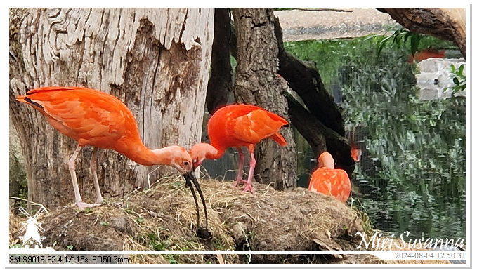 Ouwehands Dierenpark 20240804_125031