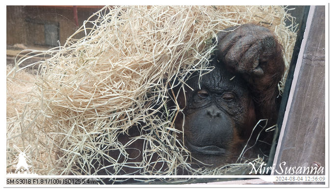 Ouwehands Dierenpark 20240804_125609