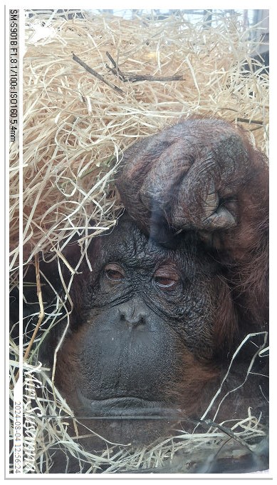 Ouwehands Dierenpark 20240804_125624