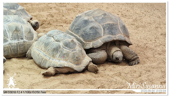 Ouwehands Dierenpark 20240804_130304