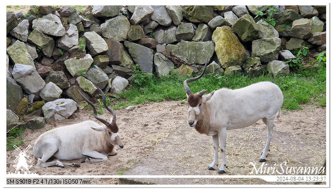 Ouwehands Dierenpark 20240804_132337