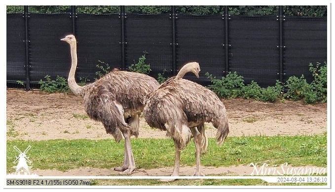 Ouwehands Dierenpark 20240804_132609