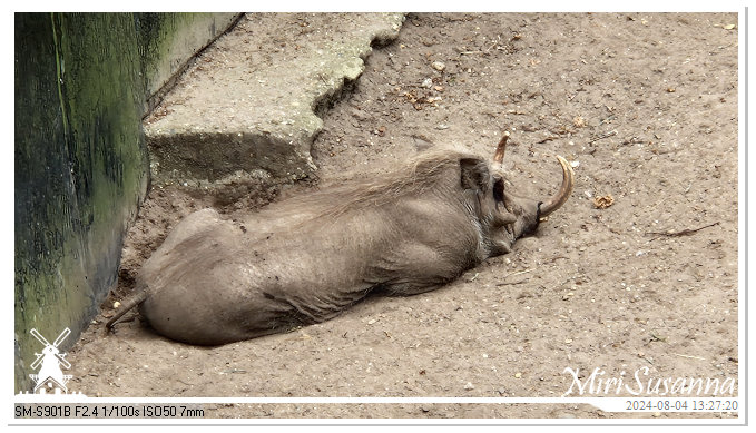 Ouwehands Dierenpark 20240804_132720