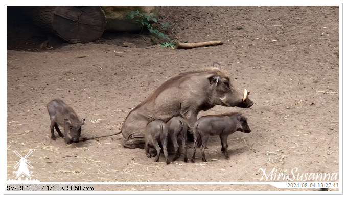 Ouwehands Dierenpark 20240804_132742