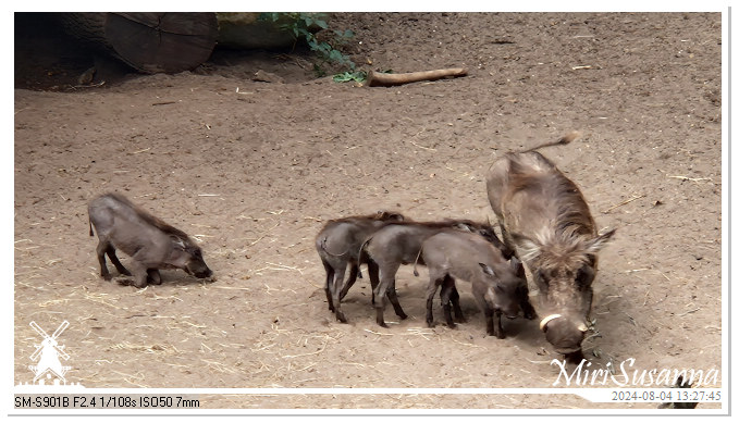 Ouwehands Dierenpark 20240804_132744