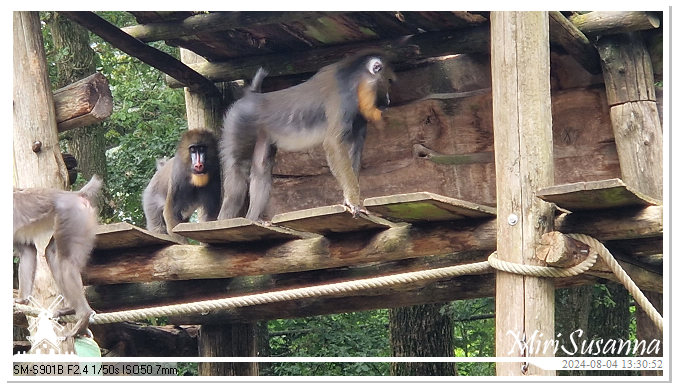 Ouwehands Dierenpark 20240804_133051