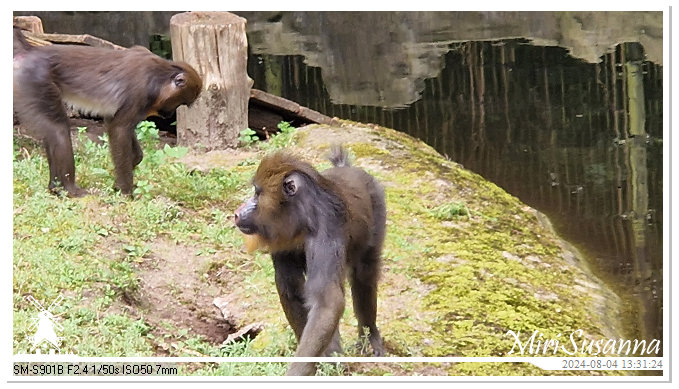 Ouwehands Dierenpark 20240804_133123