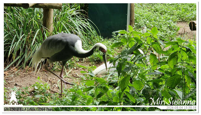 Ouwehands Dierenpark 20240804_133857