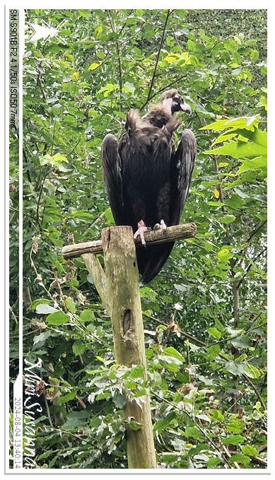 Ouwehands Dierenpark 20240804_134014