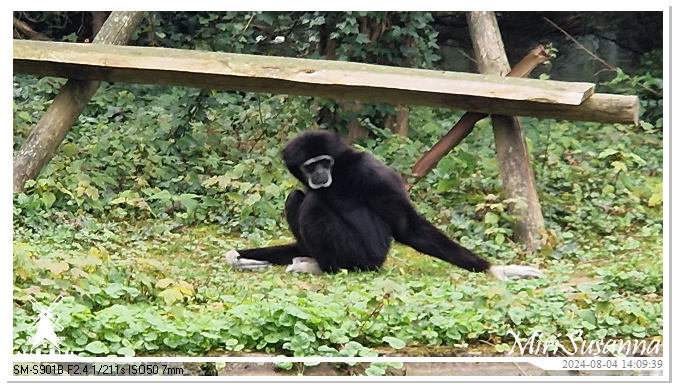 Ouwehands Dierenpark 20240804_140939