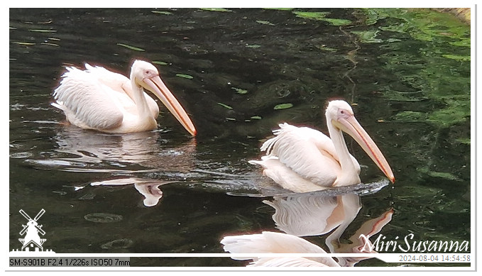 Ouwehands Dierenpark 20240804_145457