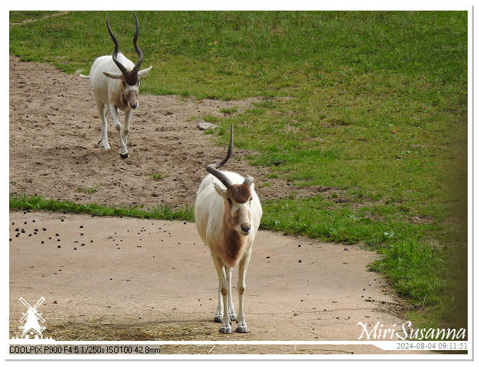 Ouwehands Dierenpark DSCN7240