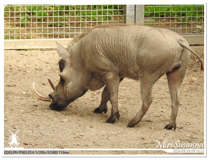 Ouwehands Dierenpark DSCN7248