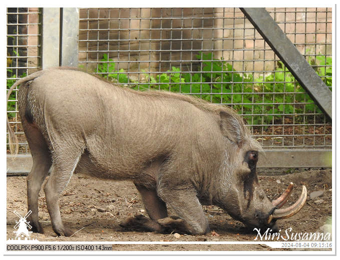 Ouwehands Dierenpark DSCN7262