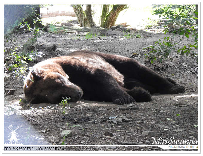 Ouwehands Dierenpark DSCN7411