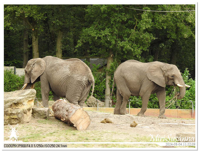 Ouwehands Dierenpark DSCN7555