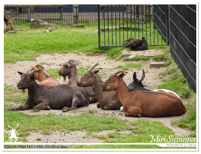 Ouwehands Dierenpark DSCN7581