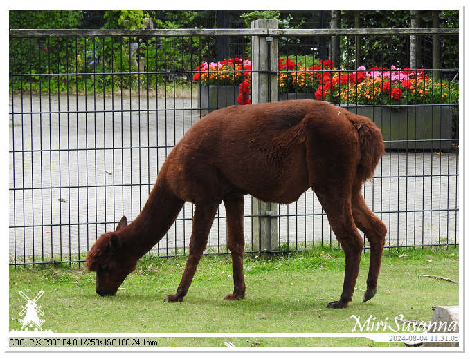 Ouwehands Dierenpark DSCN7589