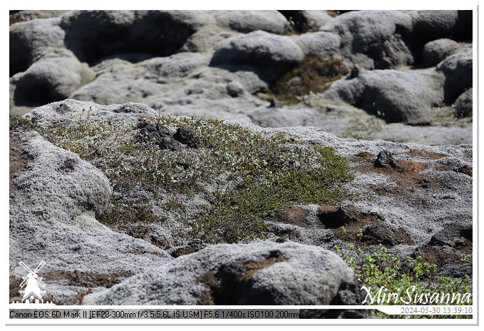 Eldhraun Lava Fields IMG_6776