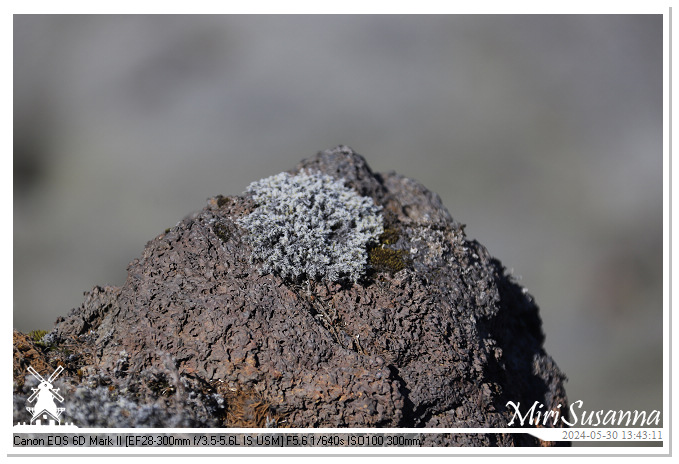 Eldhraun Lava Fields IMG_6790