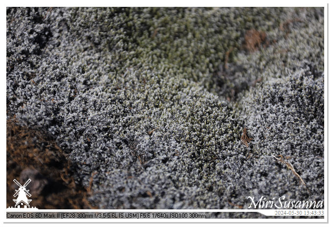 Eldhraun Lava Fields IMG_6791