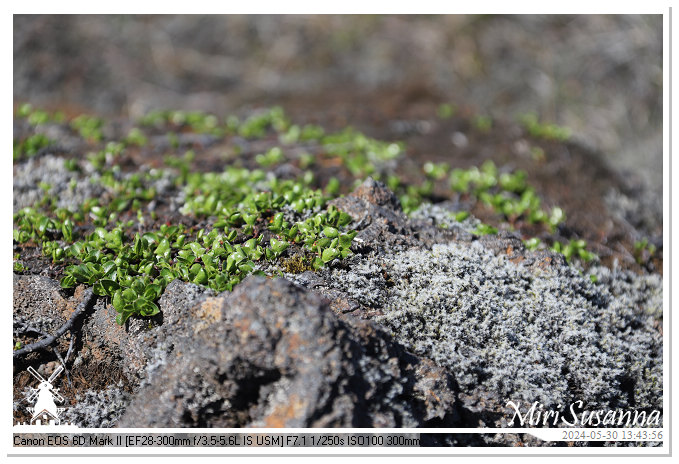 Eldhraun Lava Fields IMG_6792