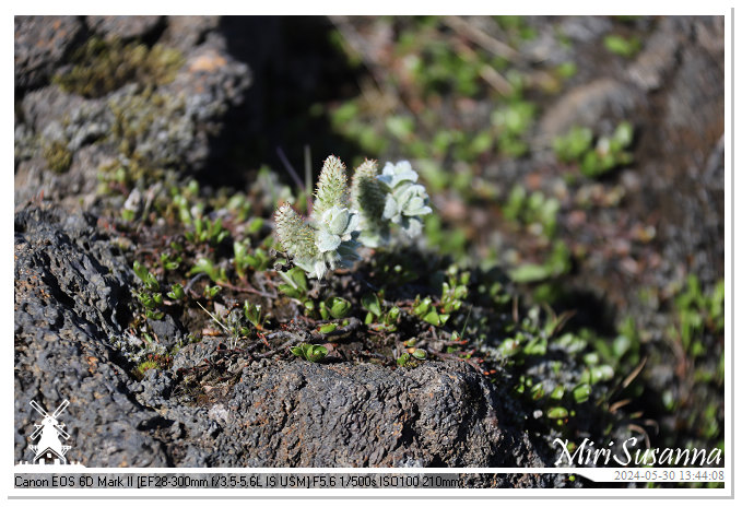 Eldhraun Lava Fields IMG_6793