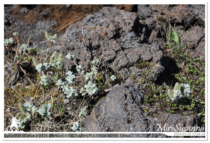 Eldhraun Lava Fields IMG_6794