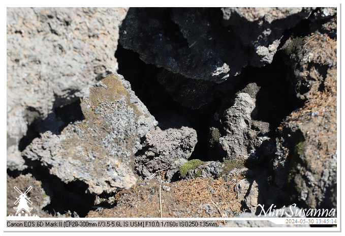 Eldhraun Lava Fields IMG_6798