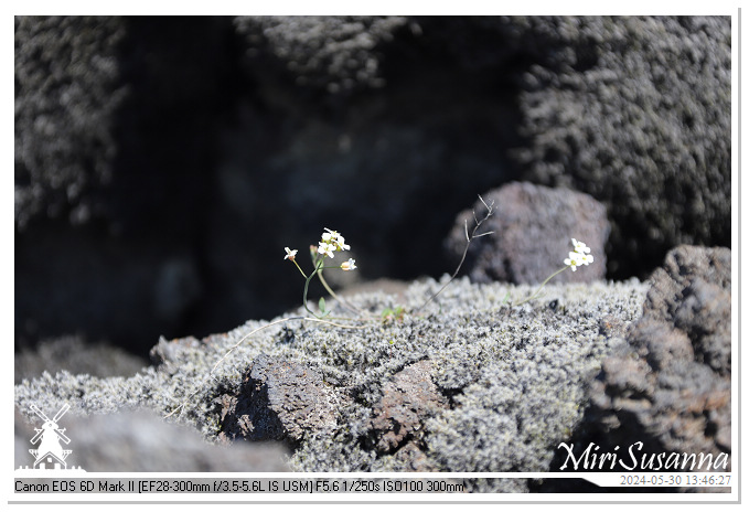 Eldhraun Lava Fields IMG_6804