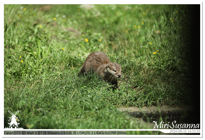 Beekse Bergen IMG_8535