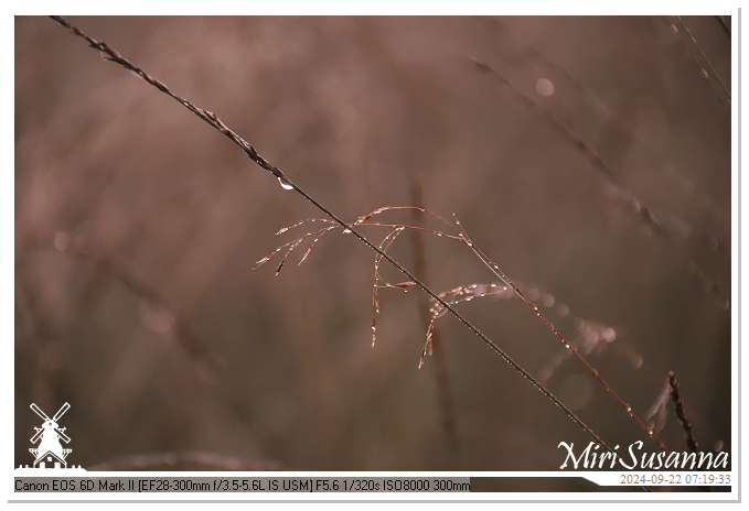 Ginkelse Heide IMG_0861