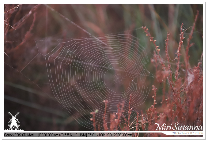 Ginkelse Heide IMG_0862