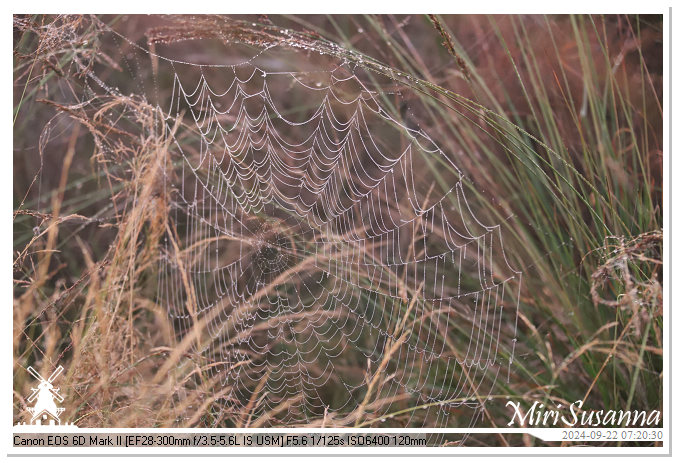 Ginkelse Heide IMG_0863