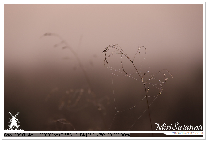 Ginkelse Heide IMG_0868