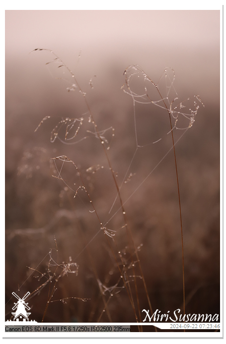 Ginkelse Heide IMG_0870