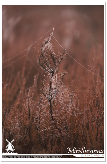 Ginkelse Heide IMG_0872