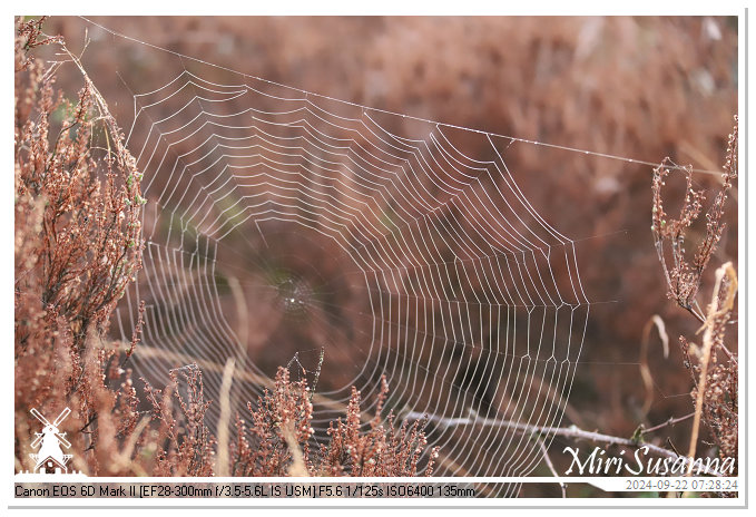 Ginkelse Heide IMG_0879