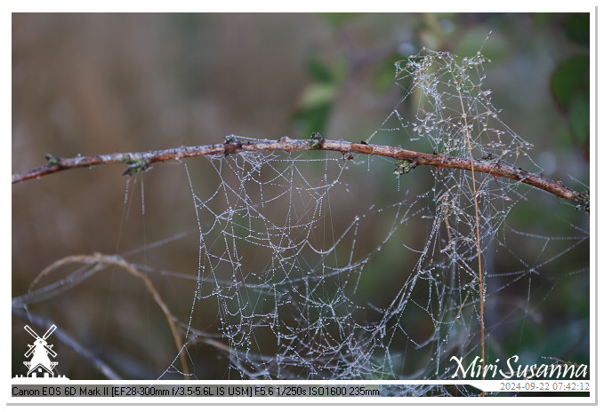 Ginkelse Heide IMG_0917
