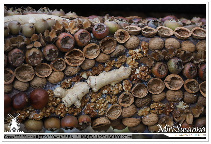 Fruitcorso Tiel 2024 IMG_1028