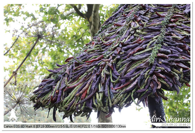 Fruitcorso Tiel 2024 IMG_1044