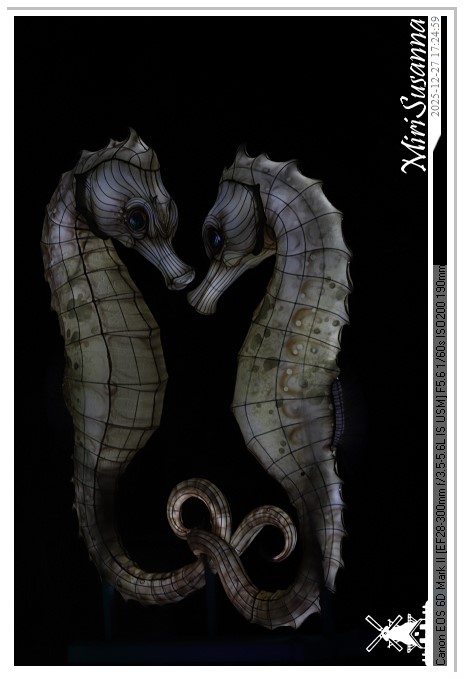 Ouwehand Light Night 2025 IMG_4082