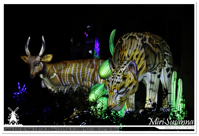 Ouwehand Light Night 2025 IMG_4136