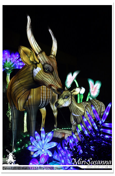 Ouwehand Light Night 2025 IMG_4141