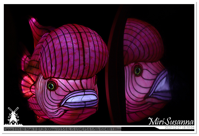 Ouwehand Light Night 2025 IMG_4267